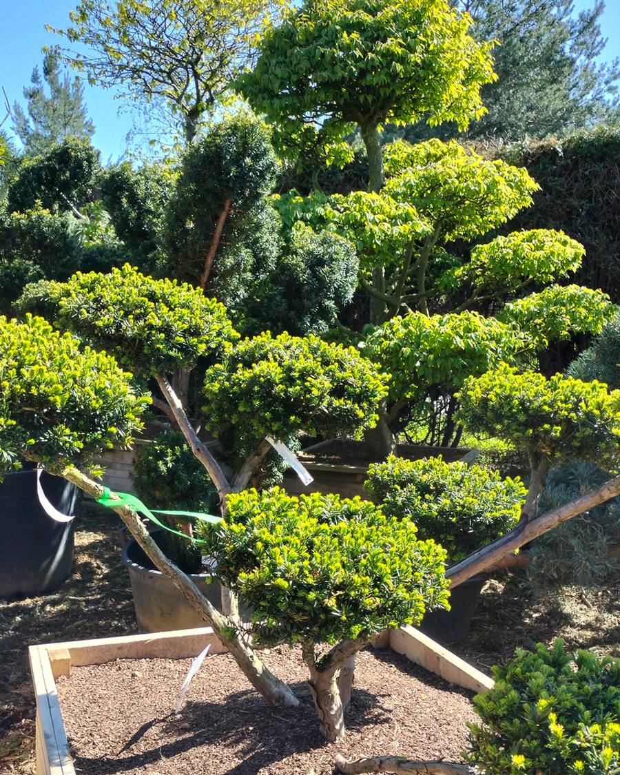 Our own garden