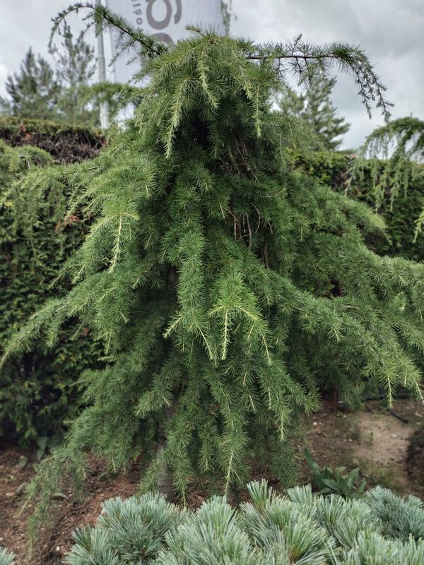Cedr himalajski 'Pendula' — Ogrody Jagielski, Bolesławice