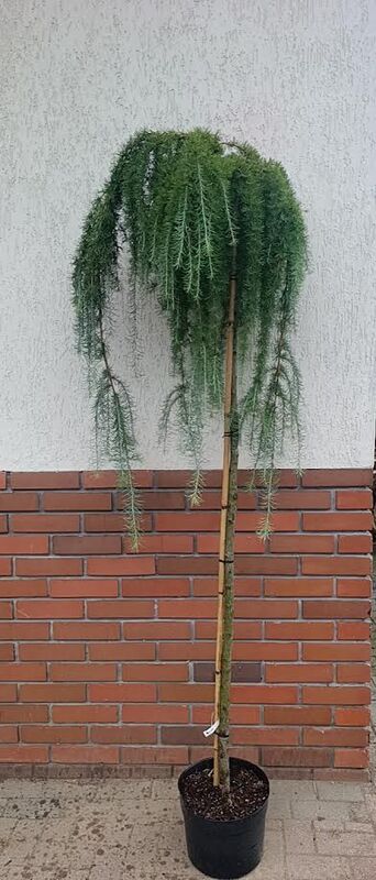 Modrzew ,Stiff Weeper' — Ogrody Jagielski, Bolesławice