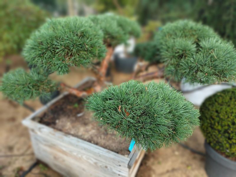 Sosna Repens n74 — Ogrody Jagielski, Bolesławice