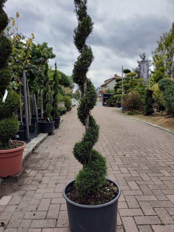 Thuja Smaragd spirala — Ogrody Jagielski, Bolesławice