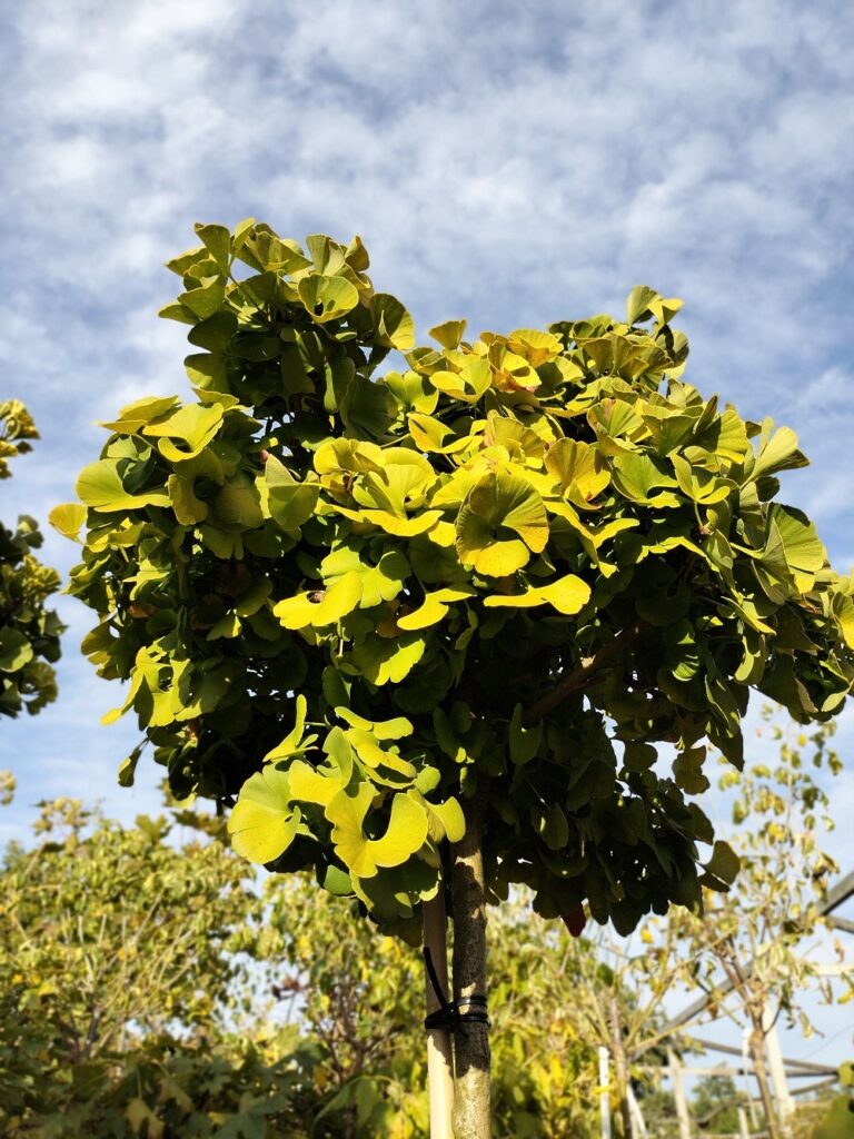 Miłorząb japoński 'Mariken’ na pniu