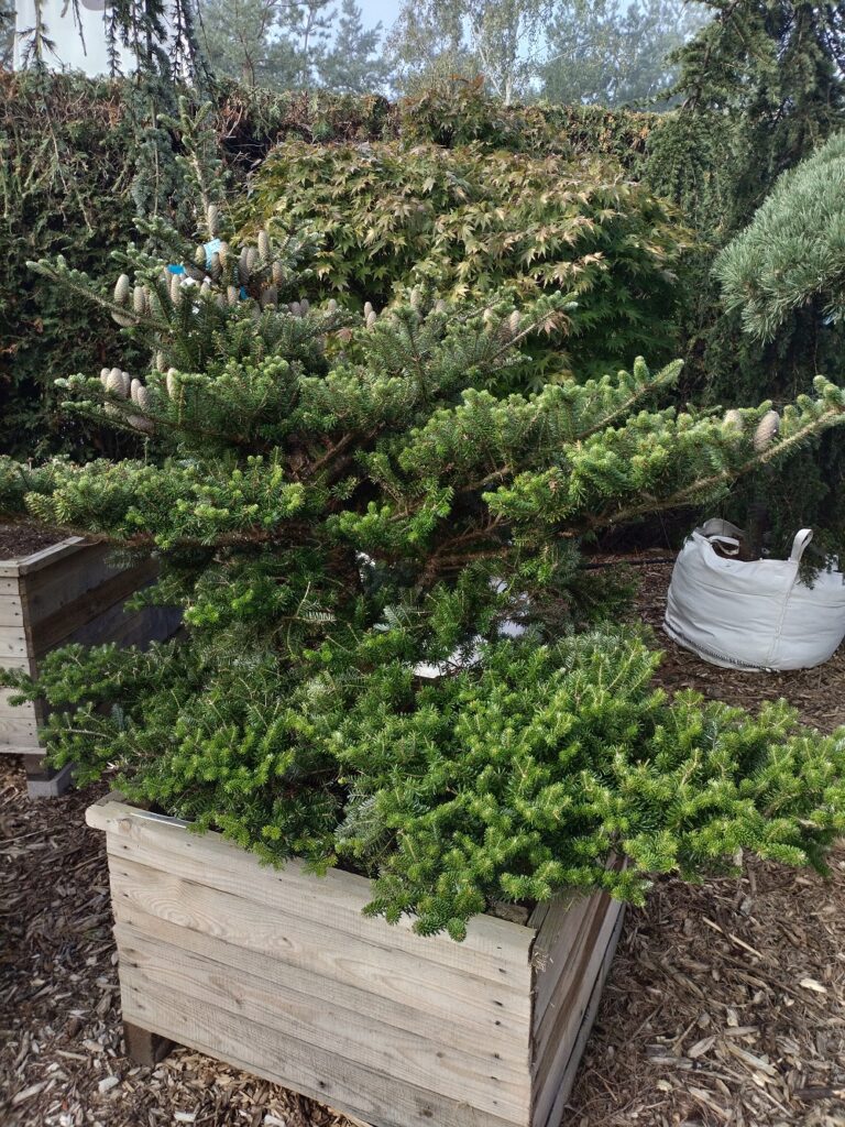 Jodła koreańska 'Green Carpet’