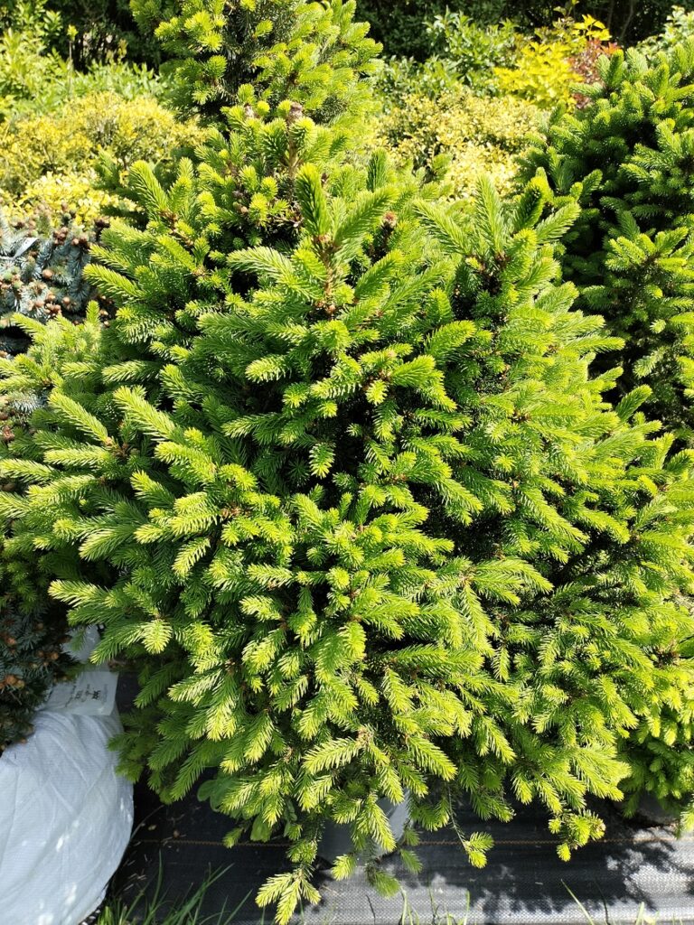 Świerk Will’s Zwerg