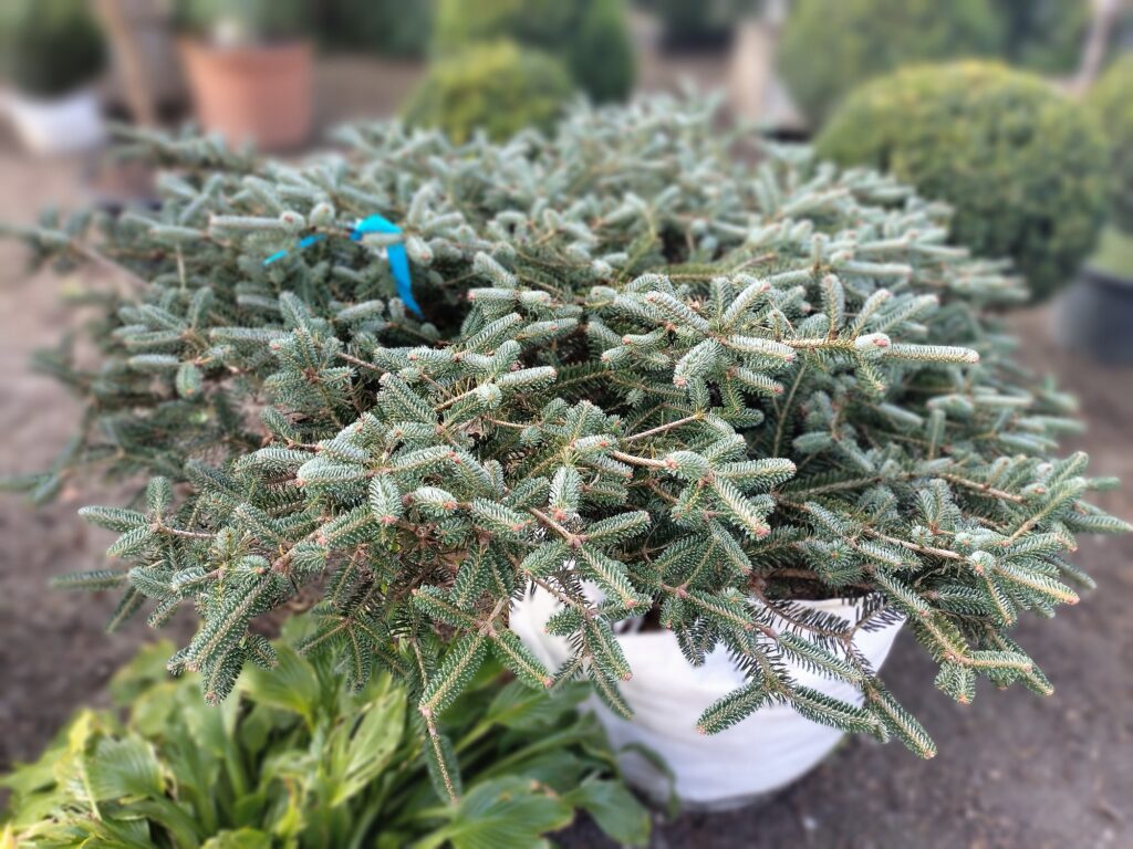 Jodła Arnolda 'Cyryl’