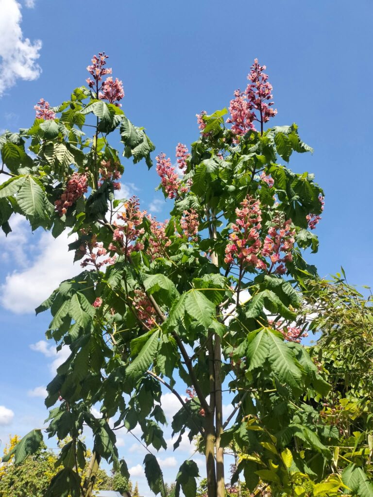 Kasztanowiec czerwony Briotti