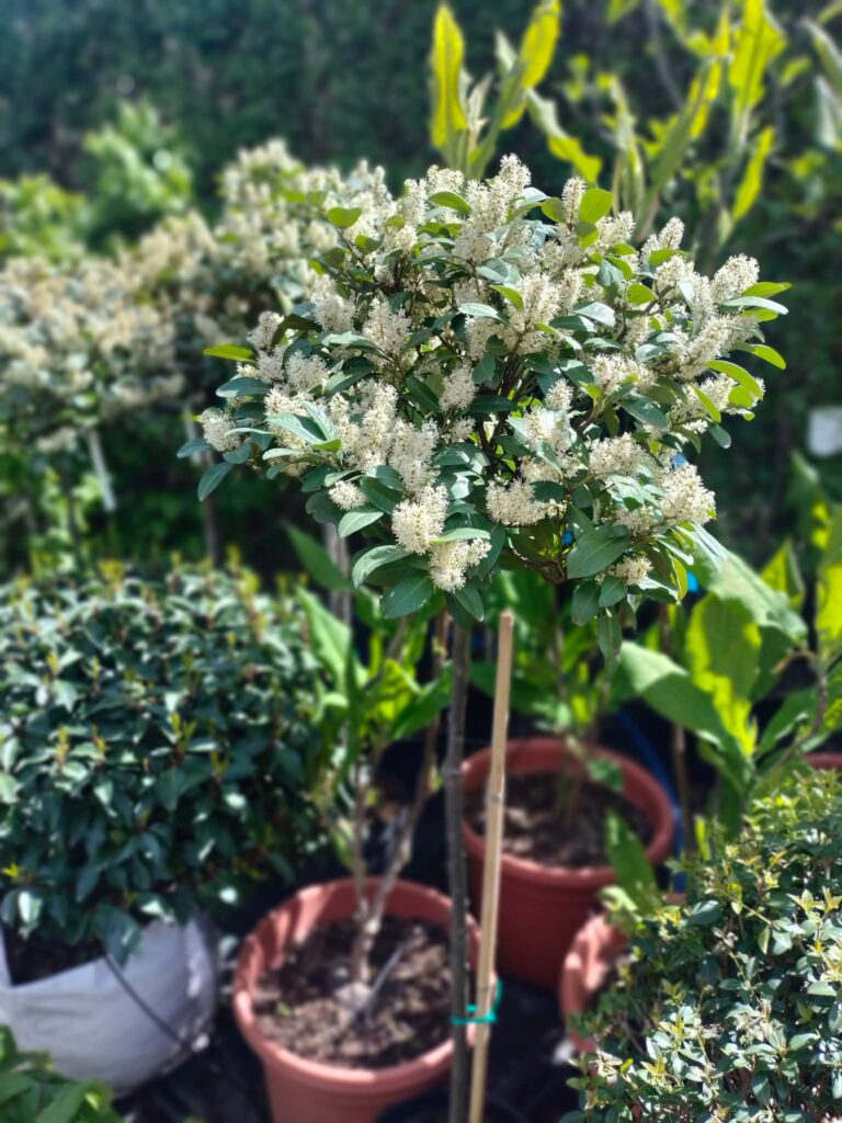 Laurowiśnia Piri-wiosna