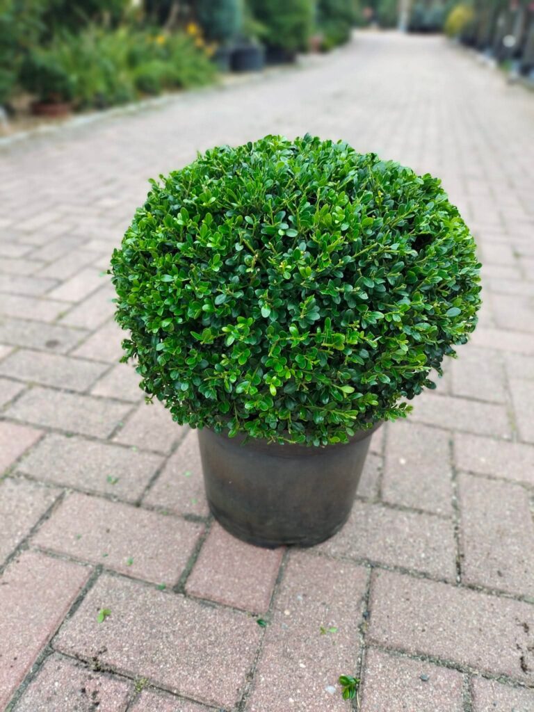 Ostrokrzew karbowanolistny kula