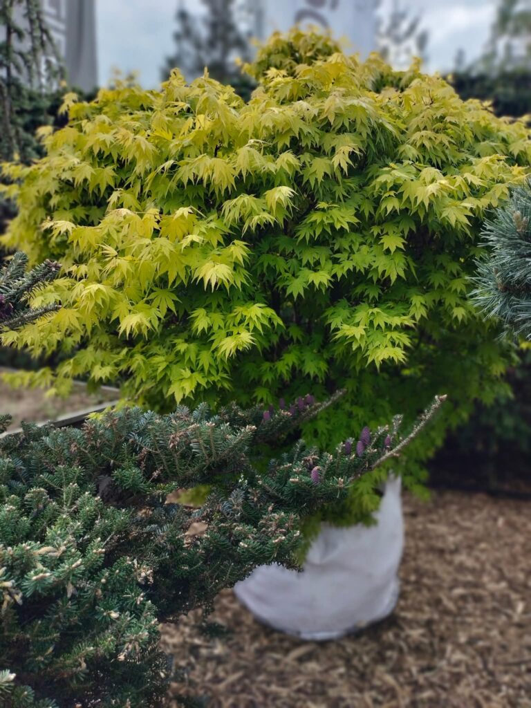 Klon palmowy Orange Dream