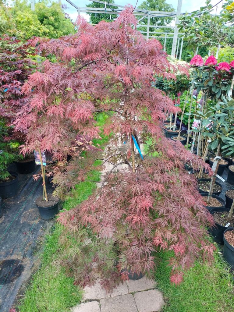 Klon palmowy Orangerola