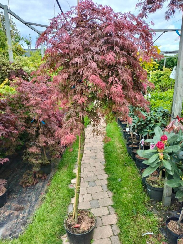 Klon palmowy Dissectum Garnet