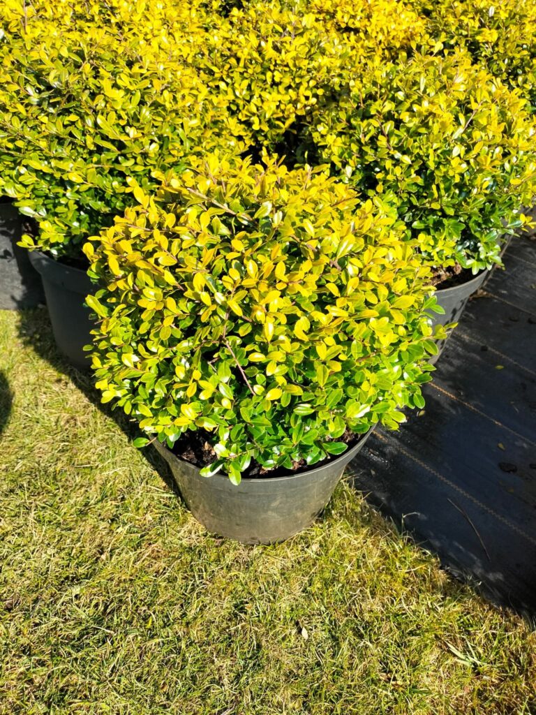 Ostrokrzew karbowanolistny Golden Gem kula