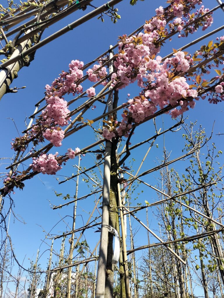 Wiśnia Kanzan szpaler