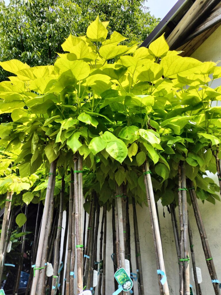 Catalpa Aurea