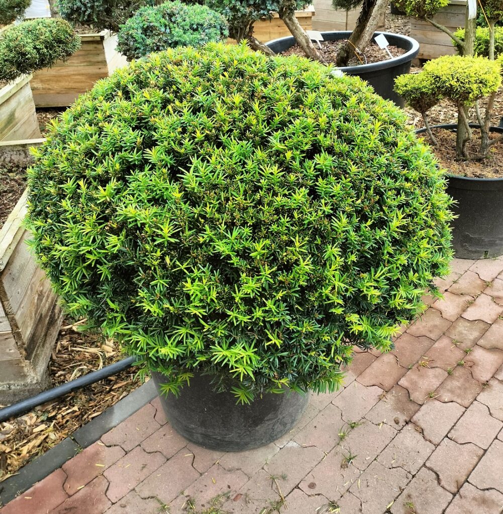 Cis pospolity Hessei