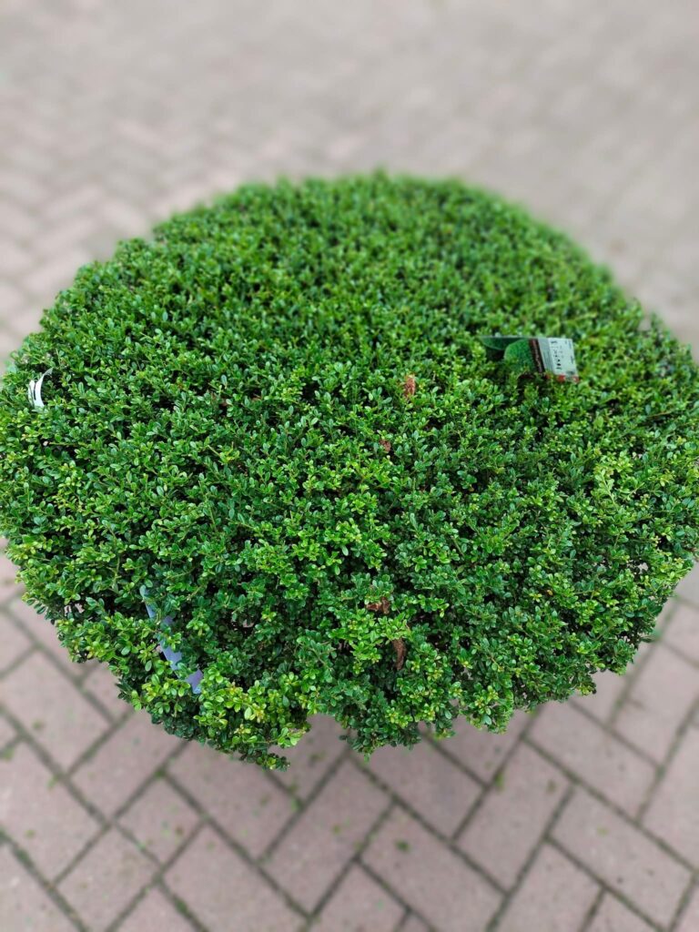 Ostrokrzew karbowanolistny dysk