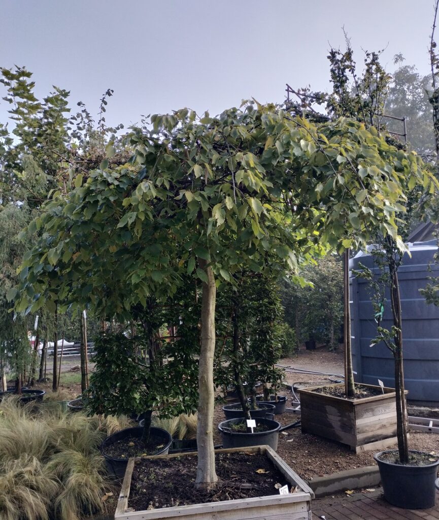 Grab pospolity Pendula